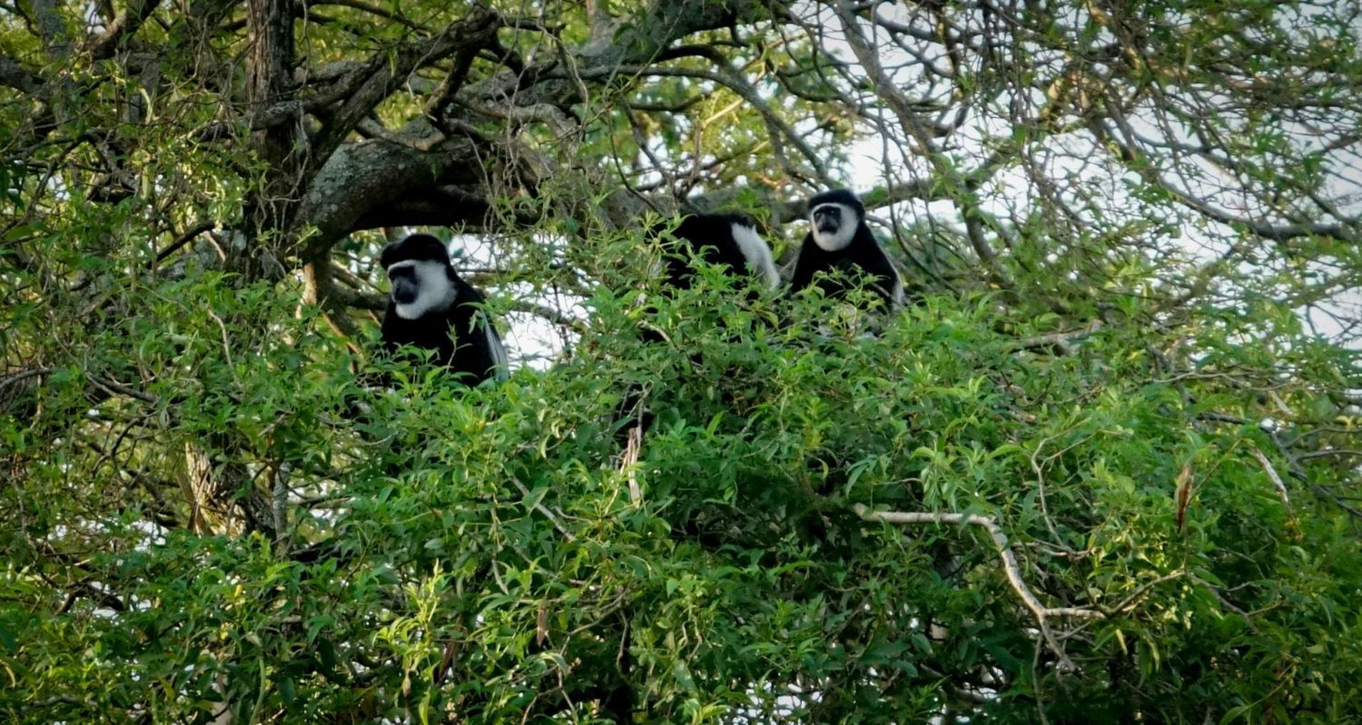 Lake Nkuruba Nature Reserve Otel Durama Dış mekan fotoğraf